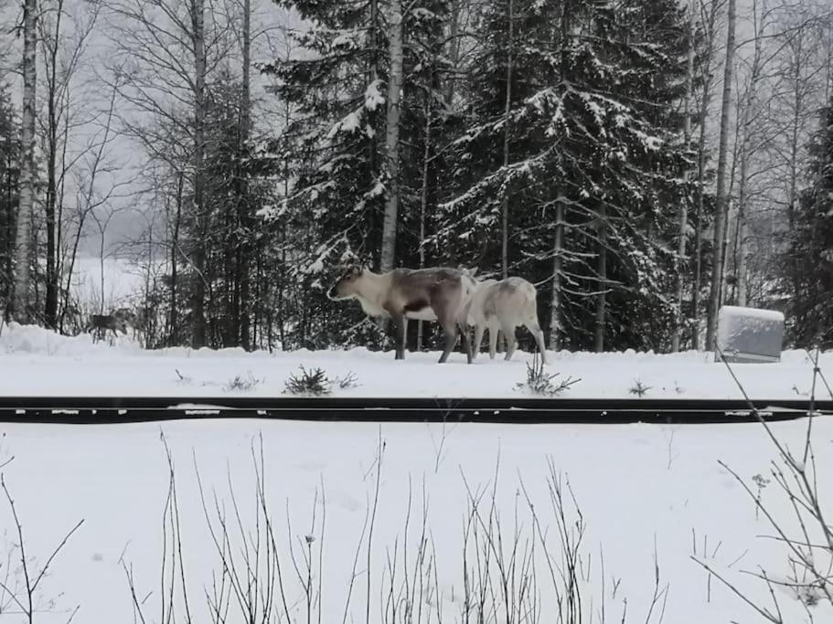 Mukava Mummonmoekki Maaseudun Rauhassa Villa Koivu Eksteriør bilde